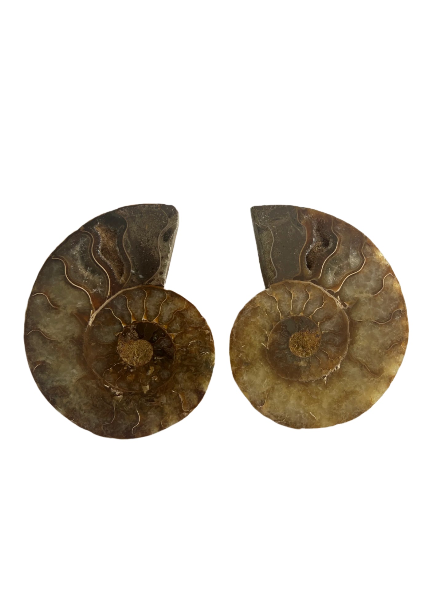 Ammonite Fossil Pair - A10
