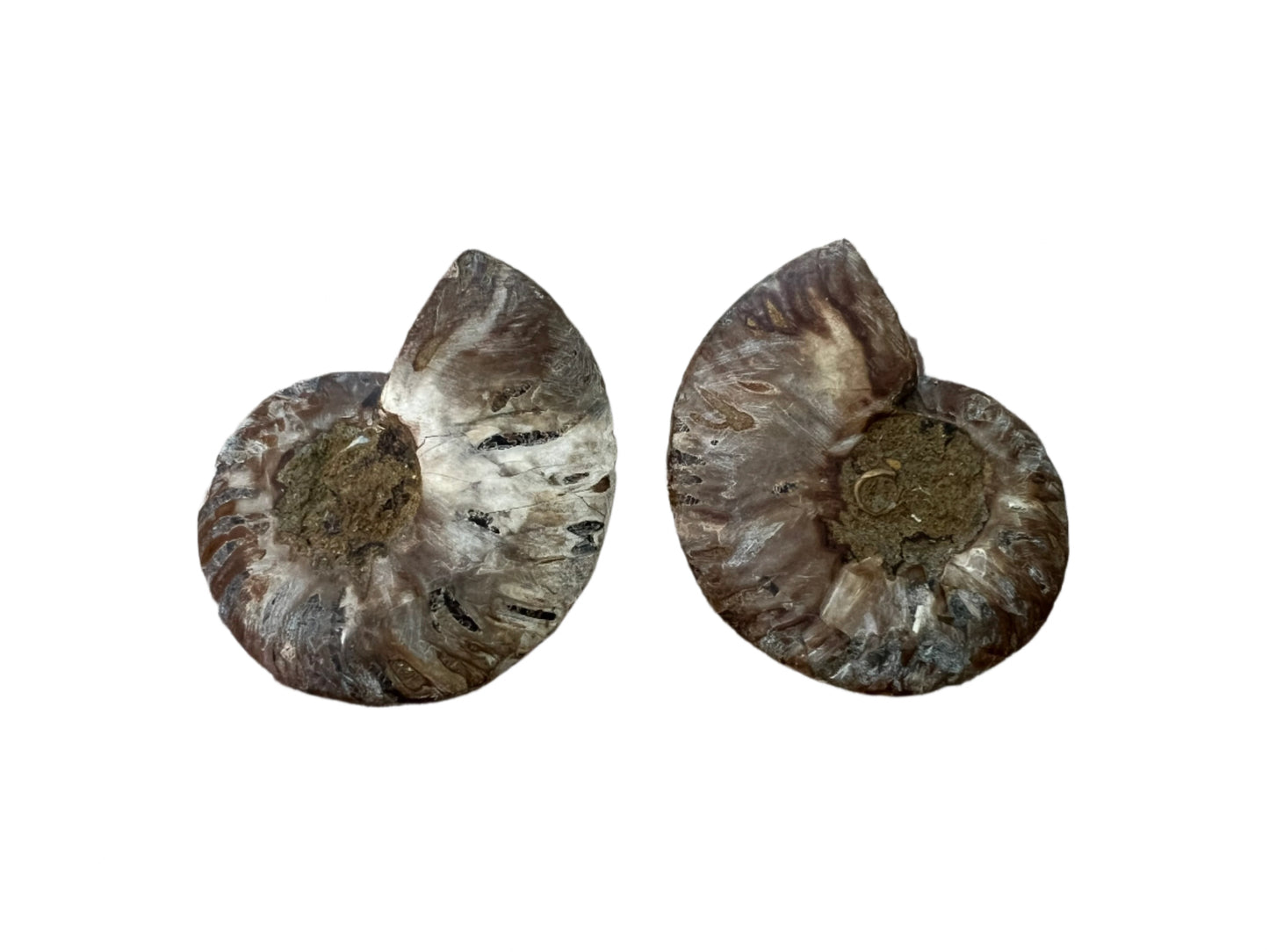 Ammonite Fossil Pair - A10