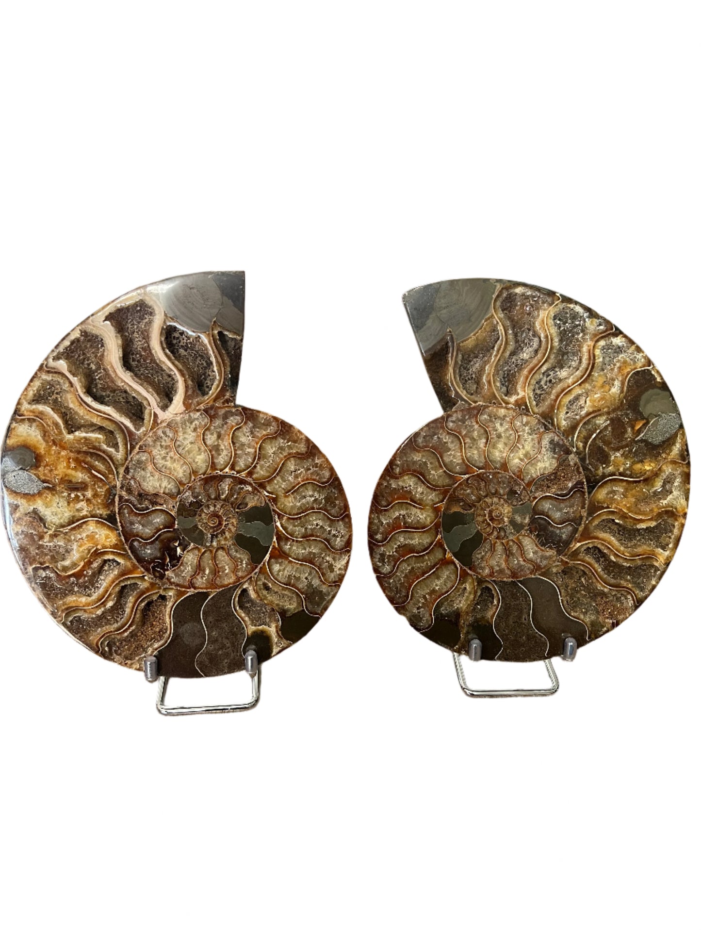 Ammonite Fossil Pair - B6